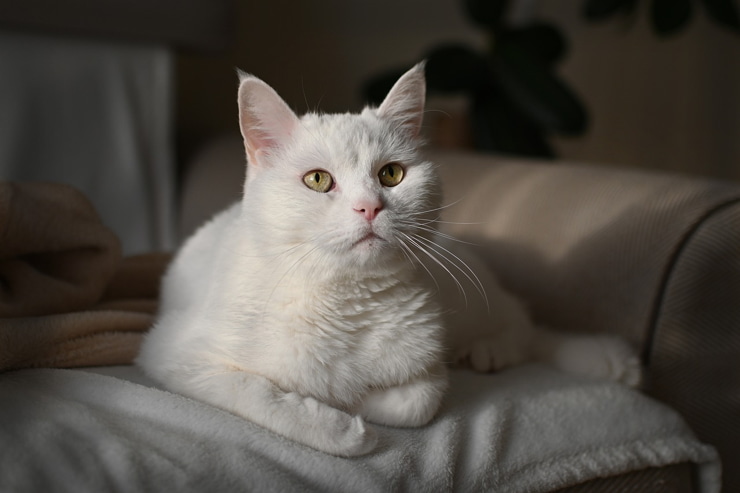 Un gatto domestico - Foto Pixabay - Emmepresse.com