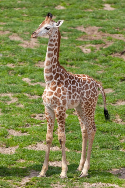 Un nuovo arrivo al Safari Park Lago Maggiore: nasce una giraffa