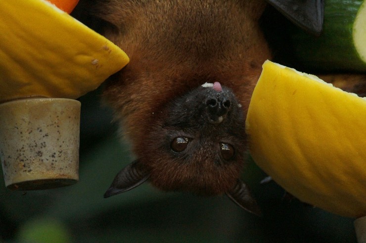 pipistrelli - pexels- emmepress