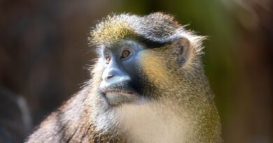 Il Safari Park – Lago Maggiore inaugura una nuova area esotica per accogliere le scimmie