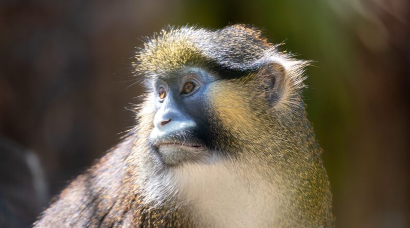 Il Safari Park – Lago Maggiore inaugura una nuova area esotica per accogliere le scimmie