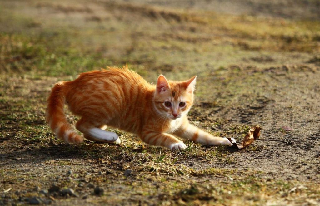 Consigli estivi per una serena convivenza tra animali domestici e umani