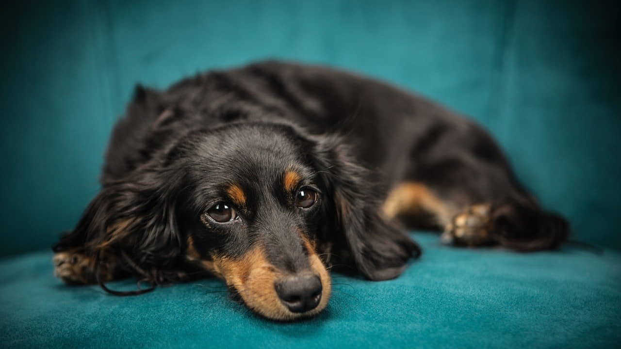 Un cane sul divano - Foto Pixabay - Emmepresse.com