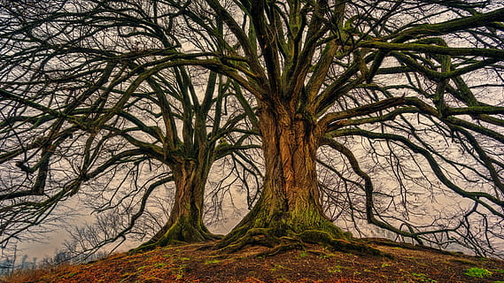 Un’iniziativa verde per le future generazioni: la Foresta Universitaria