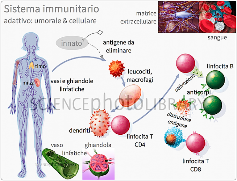 La Mente Possiede un Proprio Scudo Difensivo | Dr. Andrea Di Ruvo