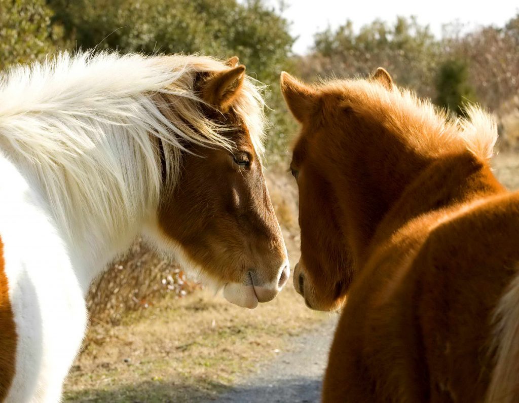 Il Cuore di Duemari: La Storia di una Veterinaria e dei suoi Pazzi Amici a Quattro Zampe