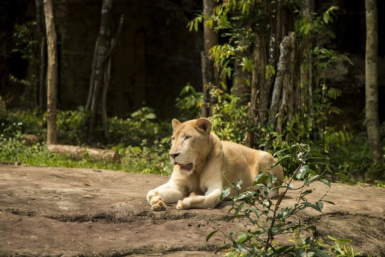 Il Safari Park Lago Maggiore si prepara all’autunno dopo un’estate record
