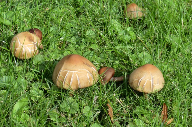 L’armonia autunnale: un piatto di tagliatelle ai funghi porcini e lime