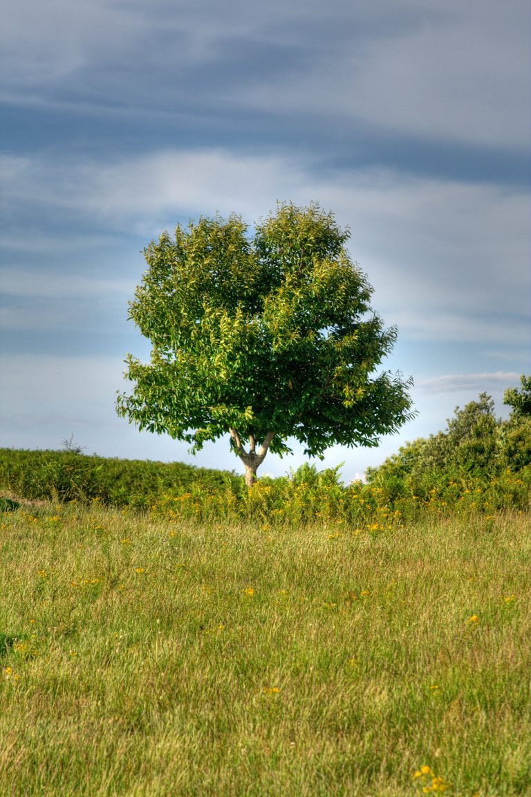 Riflessioni tra gli alberi di Domenico Corna: Un’analisi del romanzo