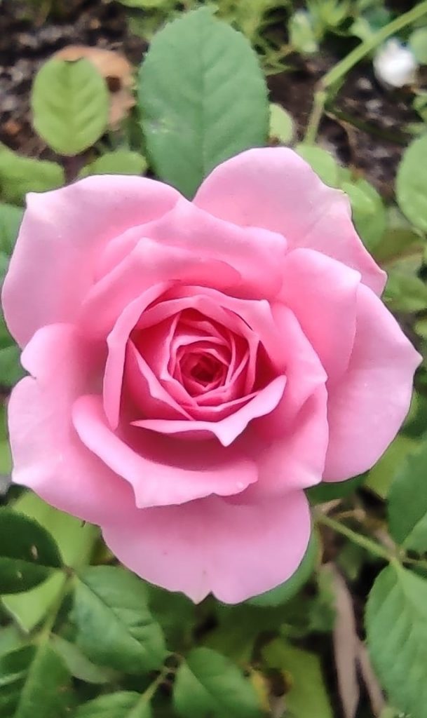 L’Arte senza Tempo: Un’analisi di “Candida Rosa” di Simona De Riccardis