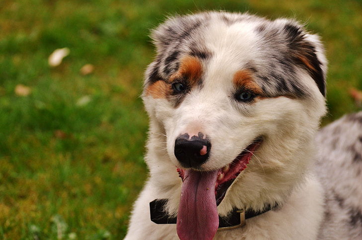 Preparare cani e gatti alla primavera: benessere e protezione dai parassiti