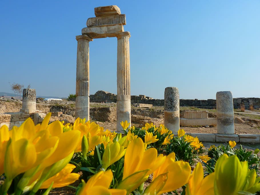 “Tulipani” sboccia al Church Palace di Roma: anteprima italiana e lancio di “Camera con Vista”