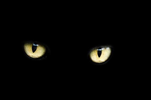 L’ombra della normalità: una recensione di “I gatti vedono meglio al buio”