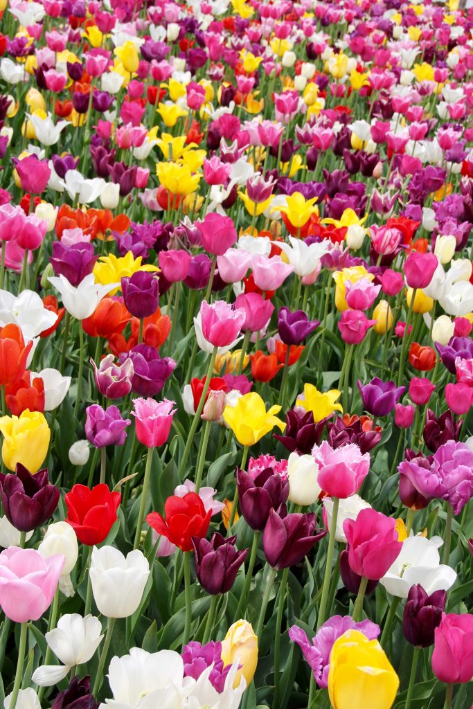 La Follia dei Tulipani: un’analisi di “Il Mercante di Tulipani” di Olivier Bleys