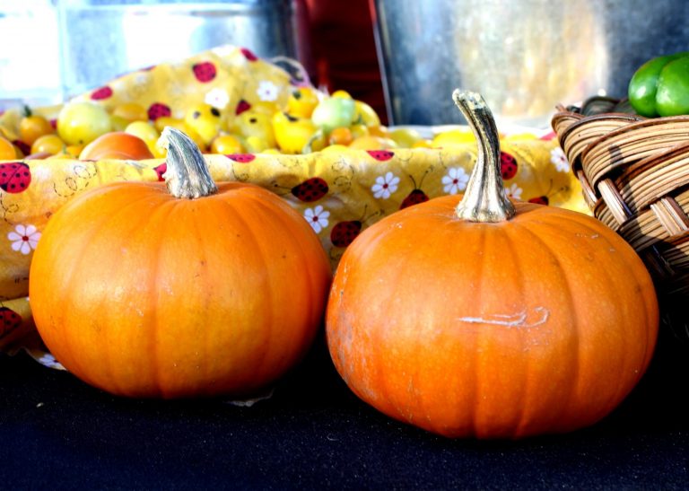 Un’autunnale oasi di zucche: foto, raccolta e divertimento ad Olgiate Olona