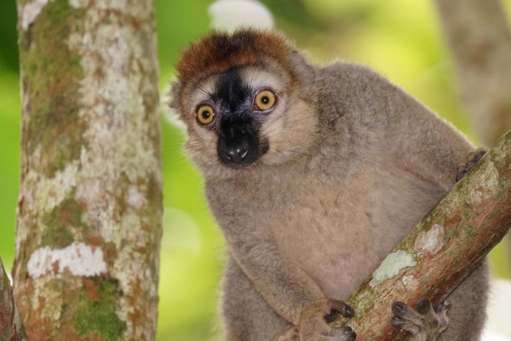 Nuove Arrivo Esotiche al Safari Park Lago Maggiore: Cefu e Altre Novità