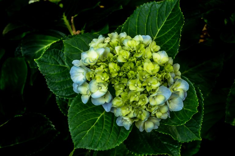 Un’esperienza magica: Luci incantate all’Orto Botanico di Roma