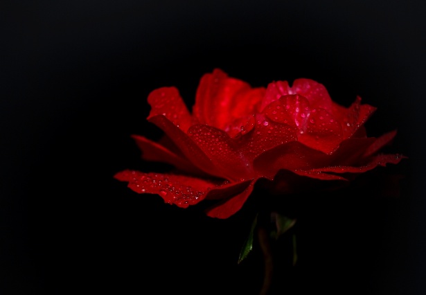 TITOLO:  Intrighi e tensioni nella nuova puntata de “Le Tre Rose di Eva”