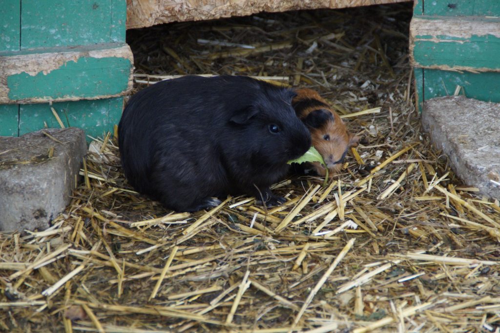 La vita con gli animali domestici: responsabilità e gioie di un legame speciale