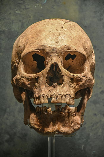 Il Fascino del Mistero: Un’Analisi di “Il Cranio di Plinio il Vecchio”