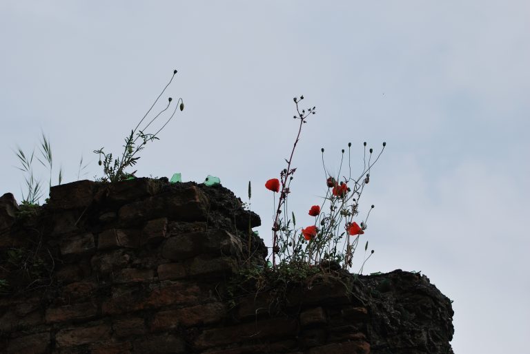 Primo Maggio: Un Concerto Sotto Sorveglianza Sanitaria | Line-up e Riflessioni