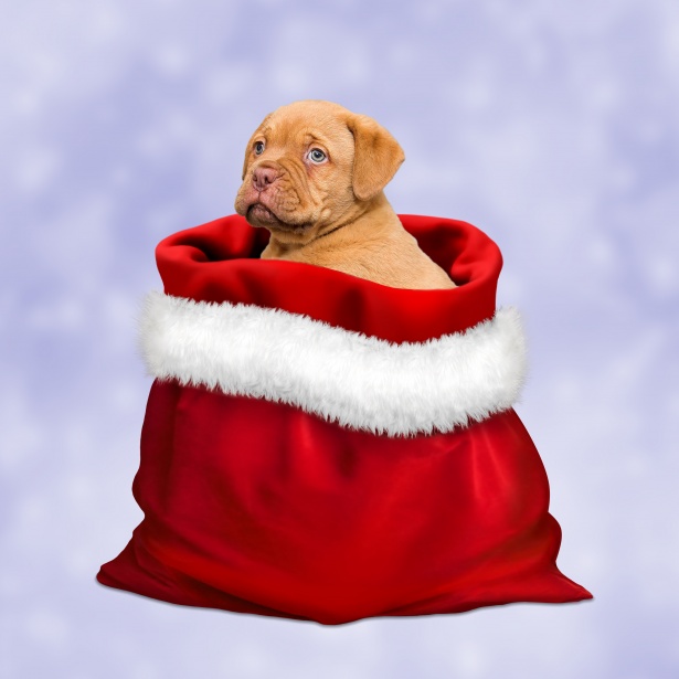 ThinkDog combatte la cultura del regalo-cane: adozione consapevole al centro delle feste