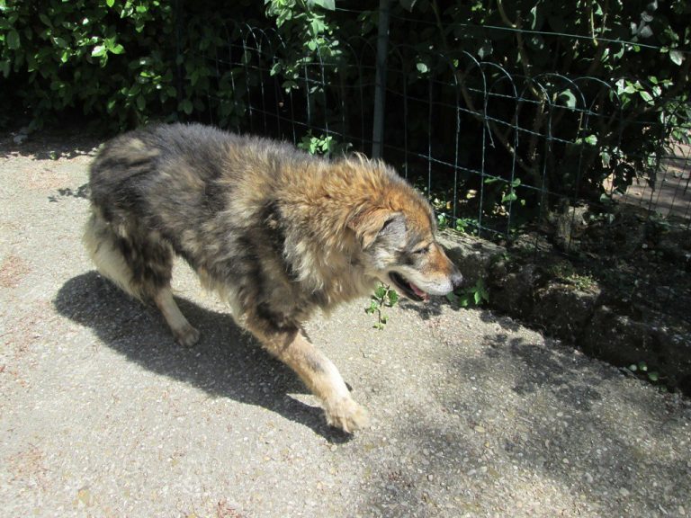 Amici a Quattro Zampe: Una Nuova Stagione con Michela Vittoria Brambilla!