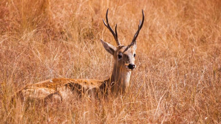 Un animale con le corna - Foto Pexels - Emmepress.com
