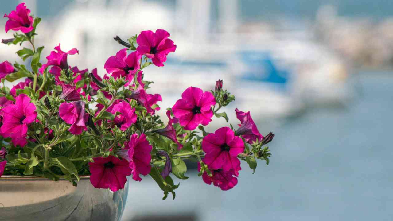 fiori